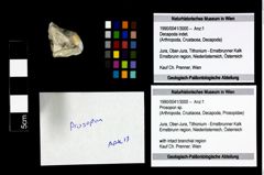 Foto (Objekt + Etikett) von Prosopon sp.  (NHMW-GEO-1990-0041-3000)